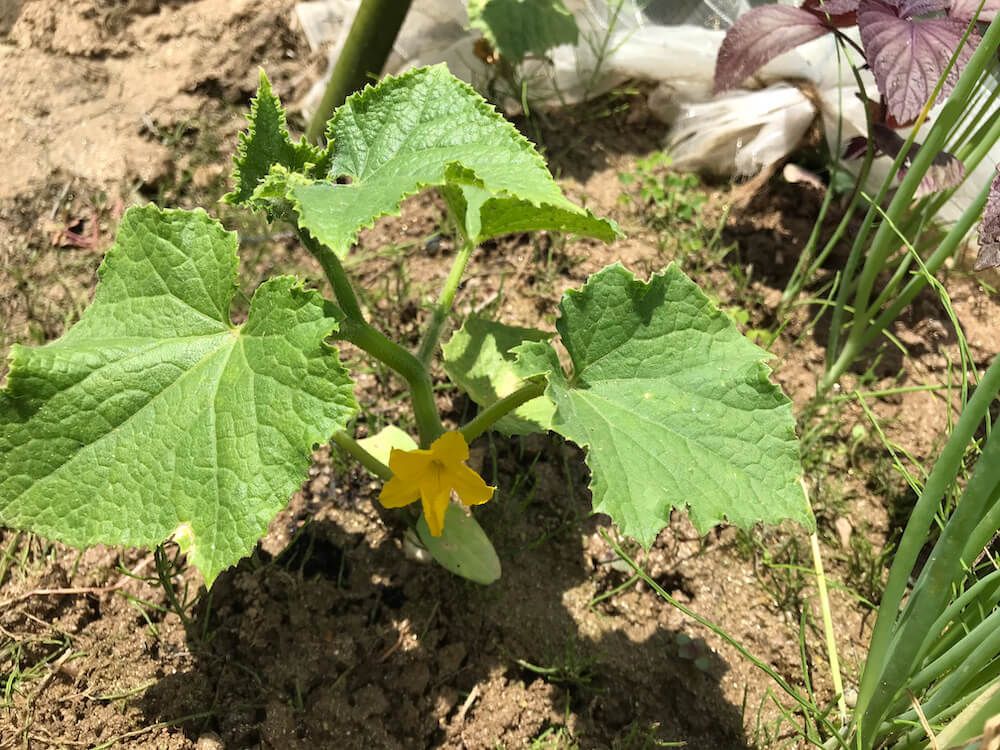 きゅうり　ネギ　コンパニオンプランツ　家庭菜園