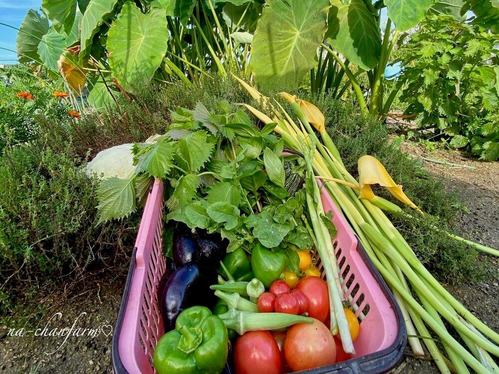 トマト　バジル　コンパニオンプランツ　家庭菜園