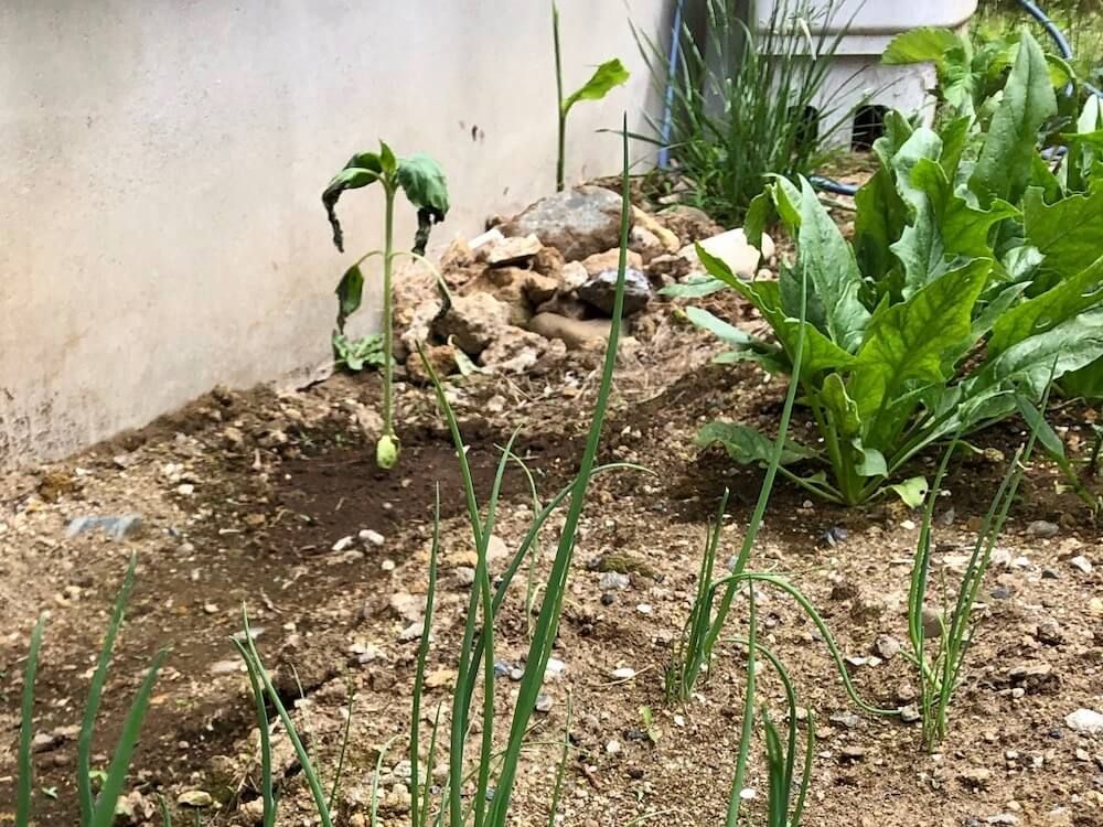 ネギ　ほうれん草　コンパニオンプランツ　家庭菜園