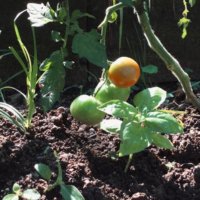 コンパニオンプランツとは｜植え方一覧とその効果は？おすすめの花は？の画像