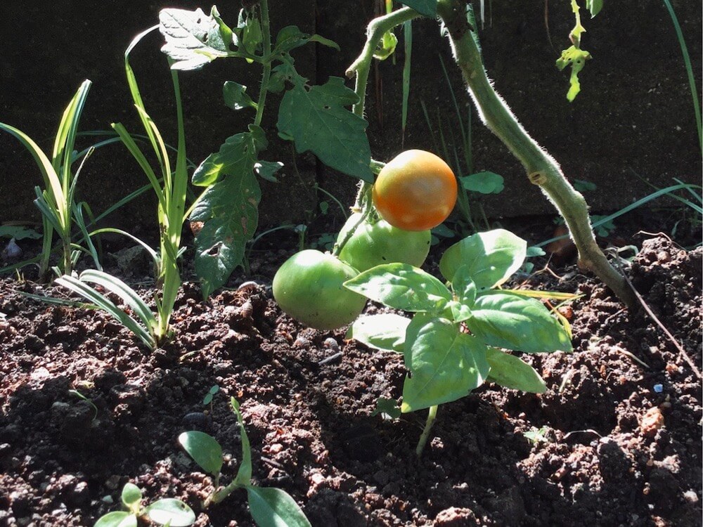 コンパニオンプランツとは 家庭菜園で野菜を簡単に育てよう Greensnap グリーンスナップ