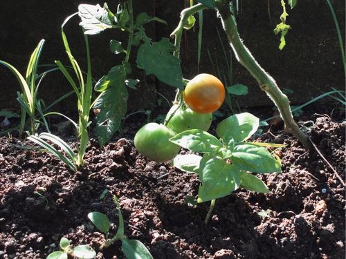 トマトの育て方 プランター栽培のコツは 水やり頻度は Greensnap グリーンスナップ