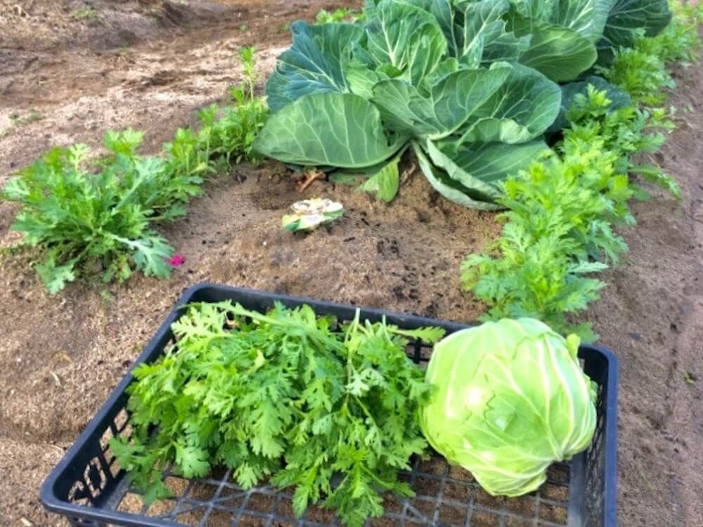春菊　キャベツ　コンパニオンプランツ　家庭菜園