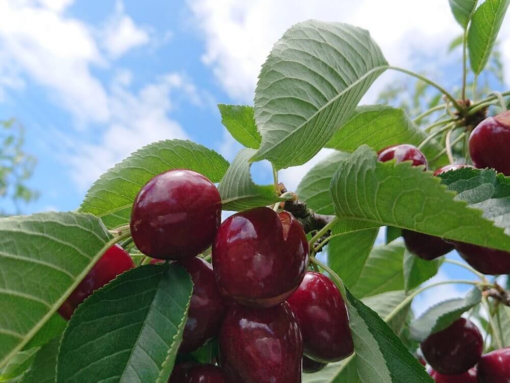 サクランボ