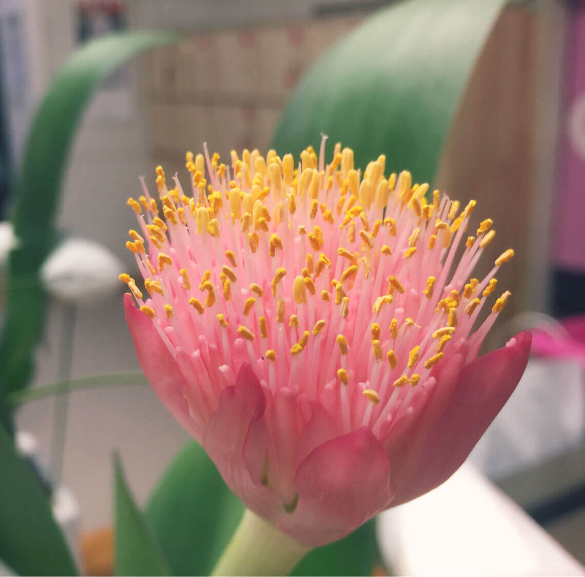 ハエマンサス マユハケオモト の花言葉 意味や種類 花の特徴は Greensnap グリーンスナップ