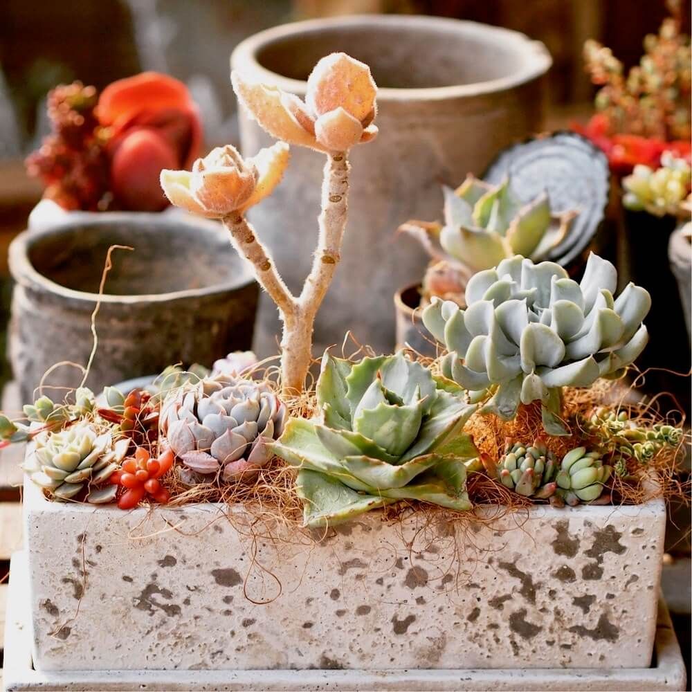 多肉植物　寄せ植え