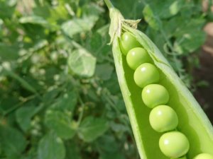 えんどう豆の花言葉 花や実の特徴 代表的な種類は Greensnap グリーンスナップ