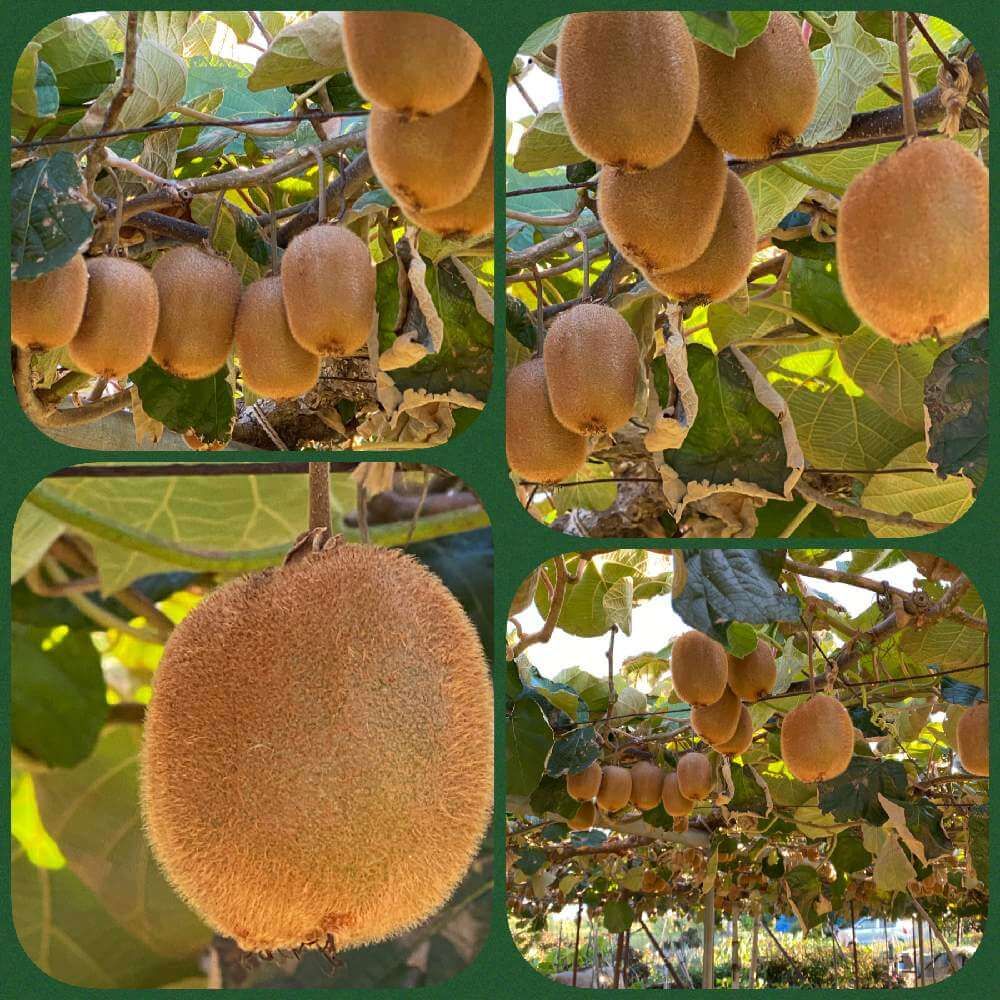 キウイフルーツ