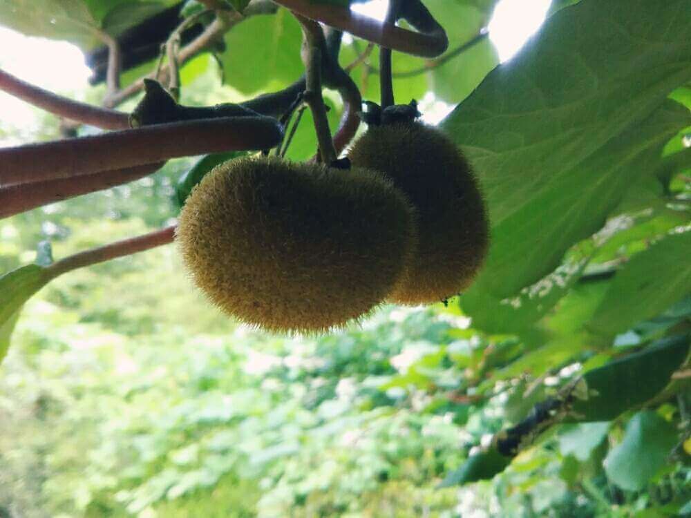 キウイフルーツ