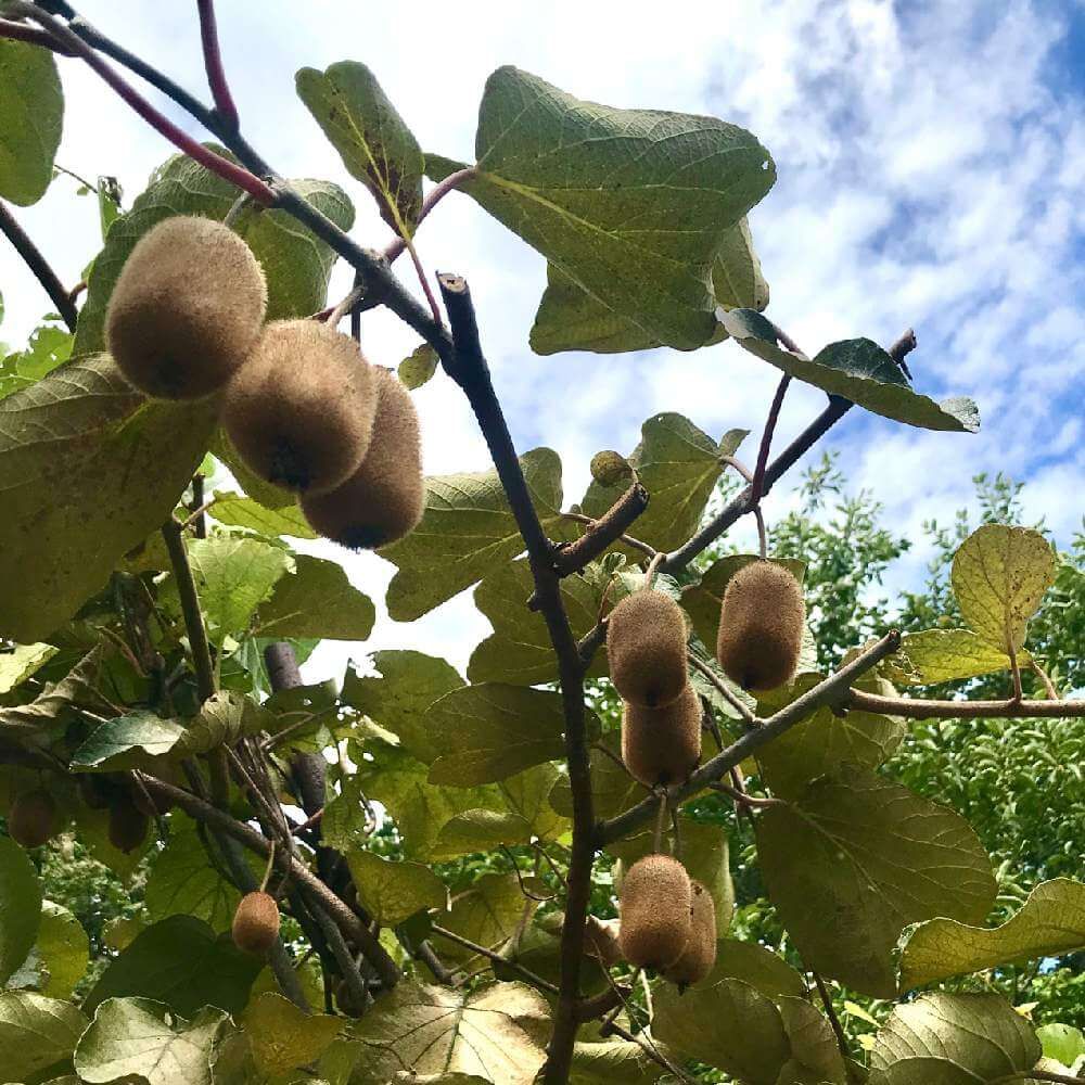 キウイフルーツ