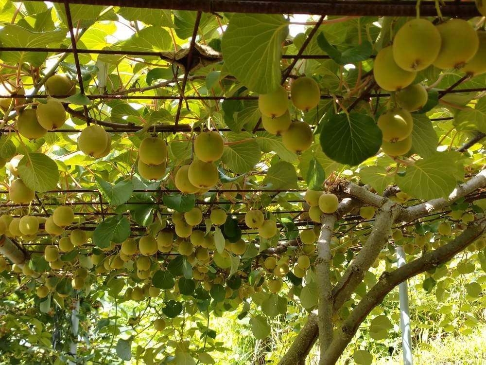 キウイフルーツ