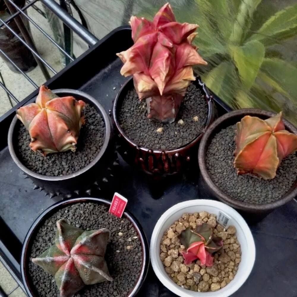 サボテン　珍奇植物　多肉植物