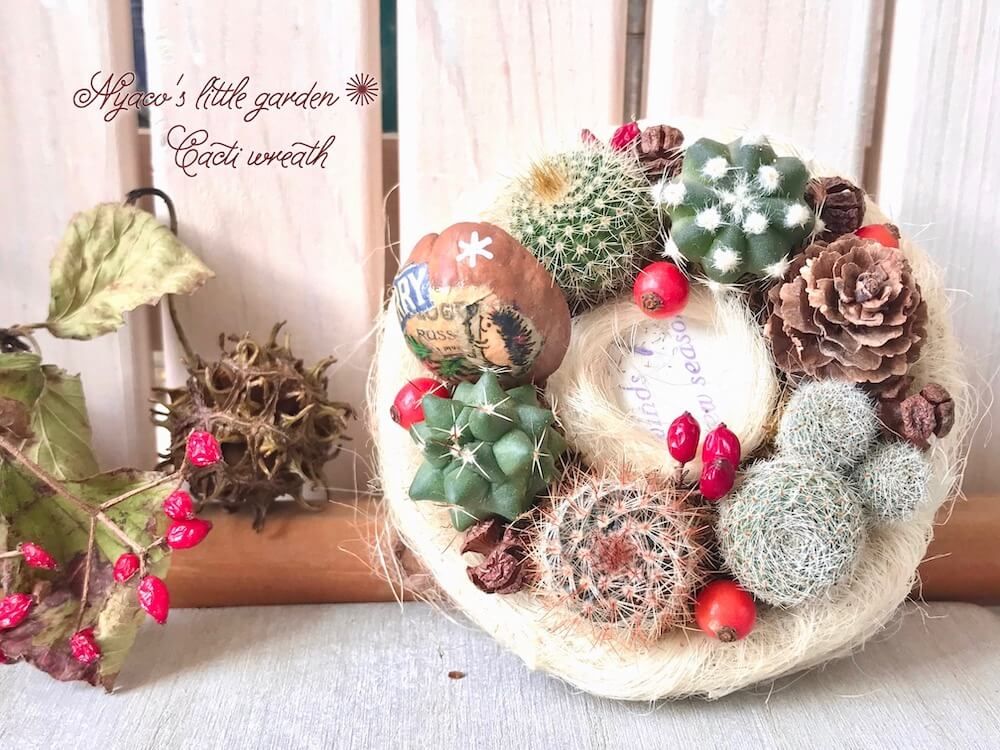 サボテン　珍奇植物　多肉植物