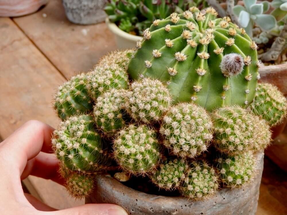 サボテン　珍奇植物　多肉植物