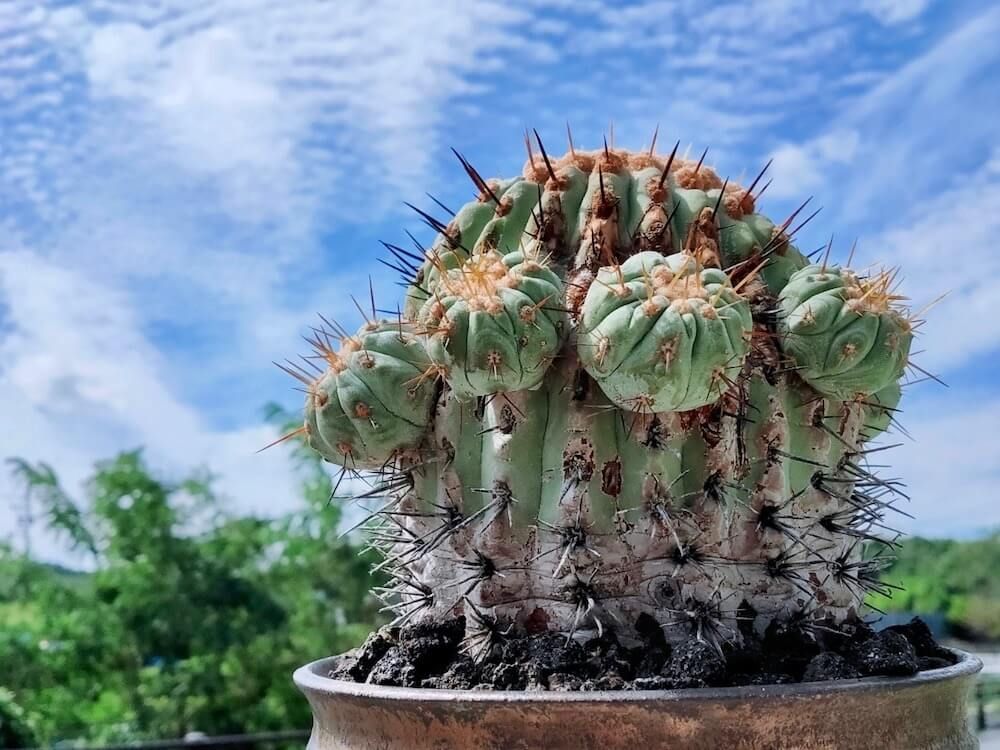 サボテン　珍奇植物　多肉植物