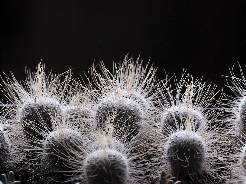 サボテン　珍奇植物　多肉植物