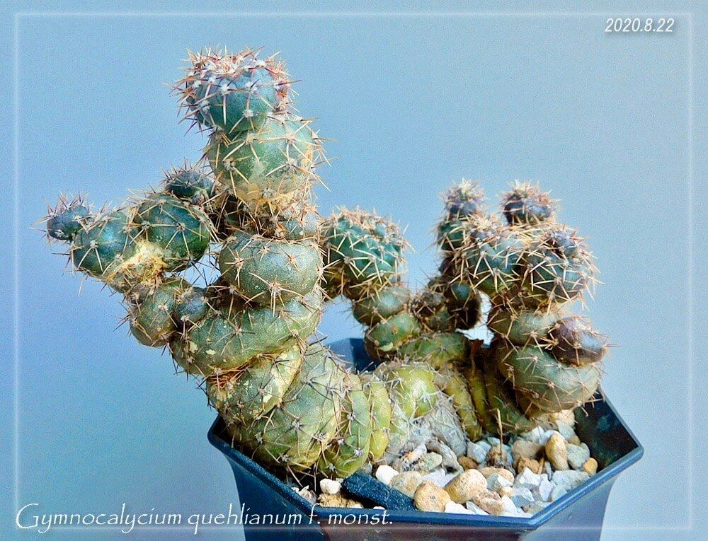 サボテン　珍奇植物　多肉植物