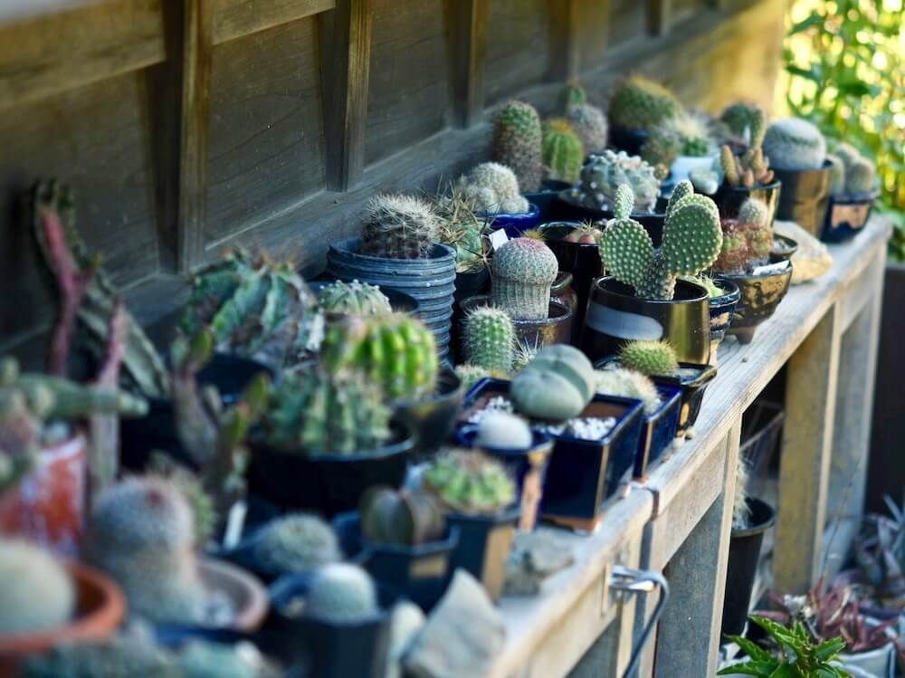 サボテン　珍奇植物　多肉植物