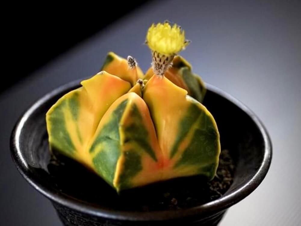 サボテン　珍奇植物　多肉植物