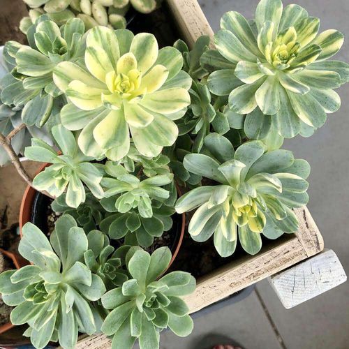 ベンケイソウの花言葉 意味や名前の由来 花の特徴は Greensnap グリーンスナップ