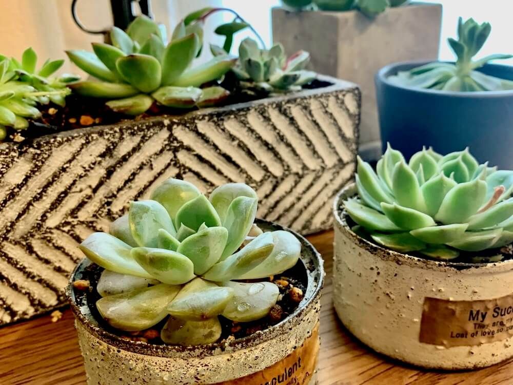 多肉植物　珍奇植物　見分け方