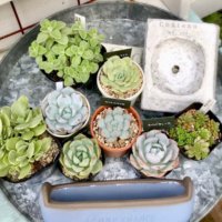 良い株の見分け方とは？多肉植物の購入時にチェックしたいポイント5つ！の画像