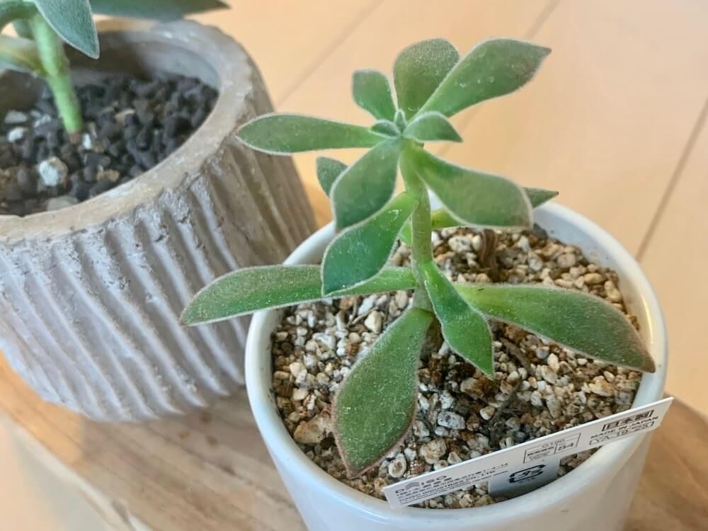 多肉植物　珍奇植物　見分け方