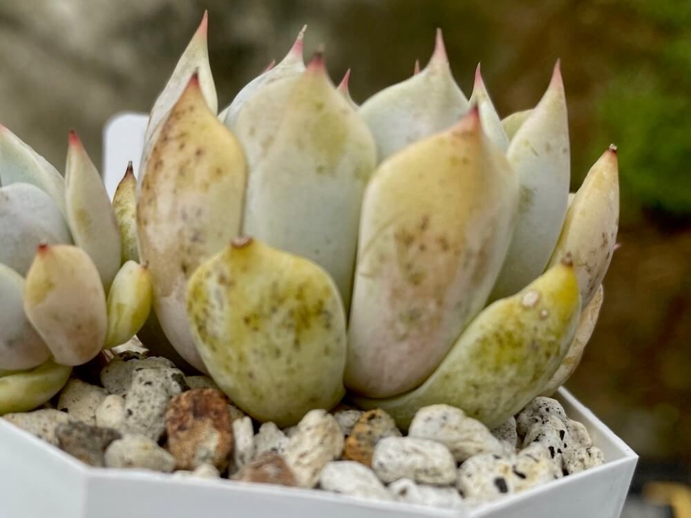 多肉植物　珍奇植物　見分け方