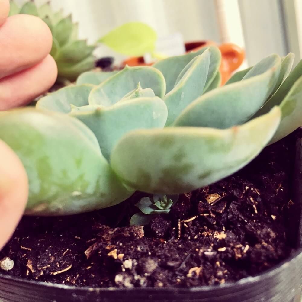 多肉植物　珍奇植物　見分け方