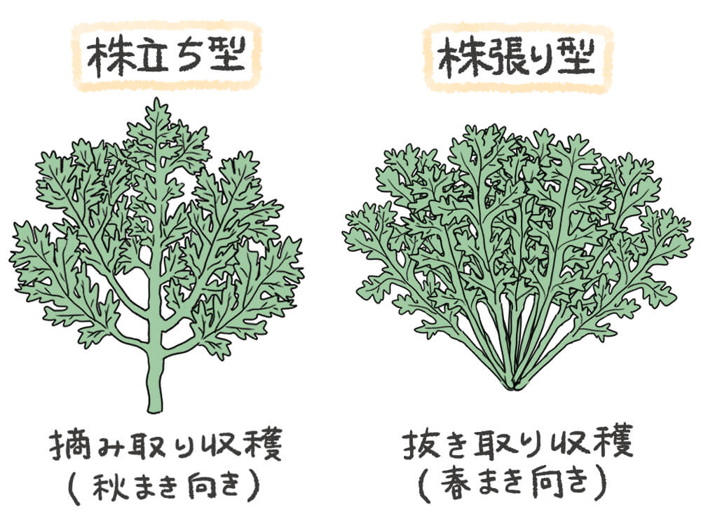 シュンギク 春菊 の栽培 育て方 種まきや収穫の時期は プランターで育てるコツは Greensnap グリーンスナップ