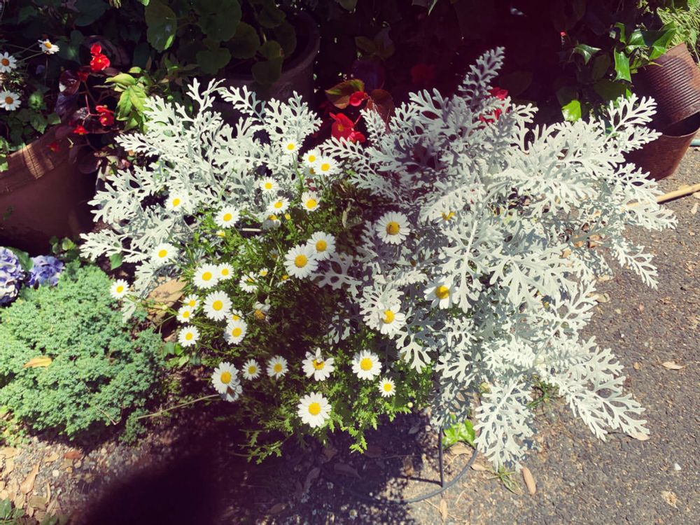 シルバーレース