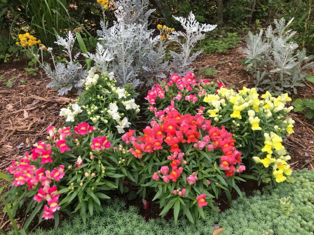 シルバーレース