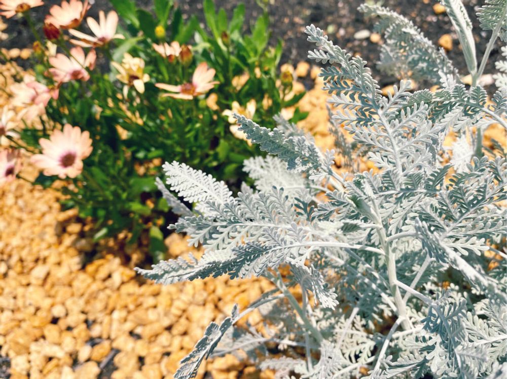 シルバーレース