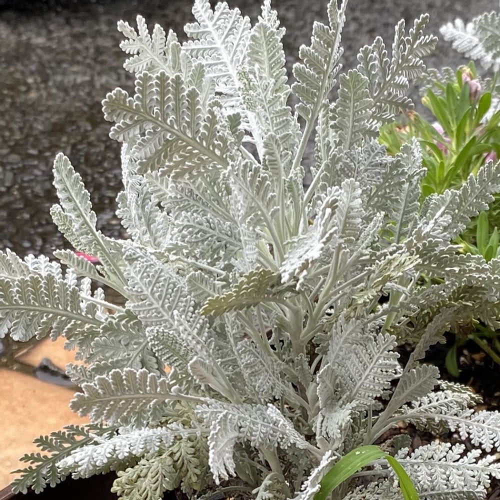 シルバーレース