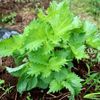 シソの花言葉｜意味や種類、家庭菜園におすすめ！の画像