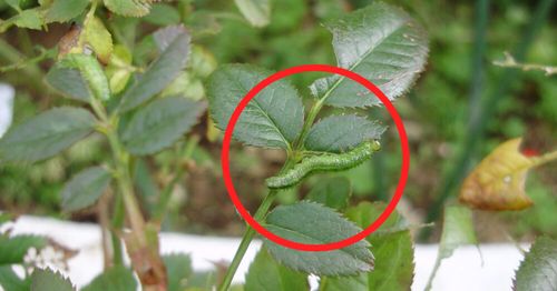 バラ栽培に 食品原料由来の殺虫剤 ロハピ の魅力と使い方 Pr Greensnap グリーンスナップ