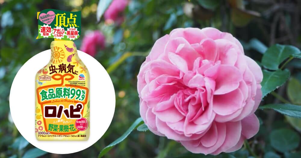バラ栽培に 食品原料由来の殺虫剤 ロハピ の魅力と使い方 Pr Greensnap グリーンスナップ