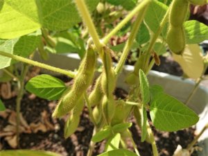 大豆の花言葉 花や実の特徴 種類や栄養は Greensnap グリーンスナップ