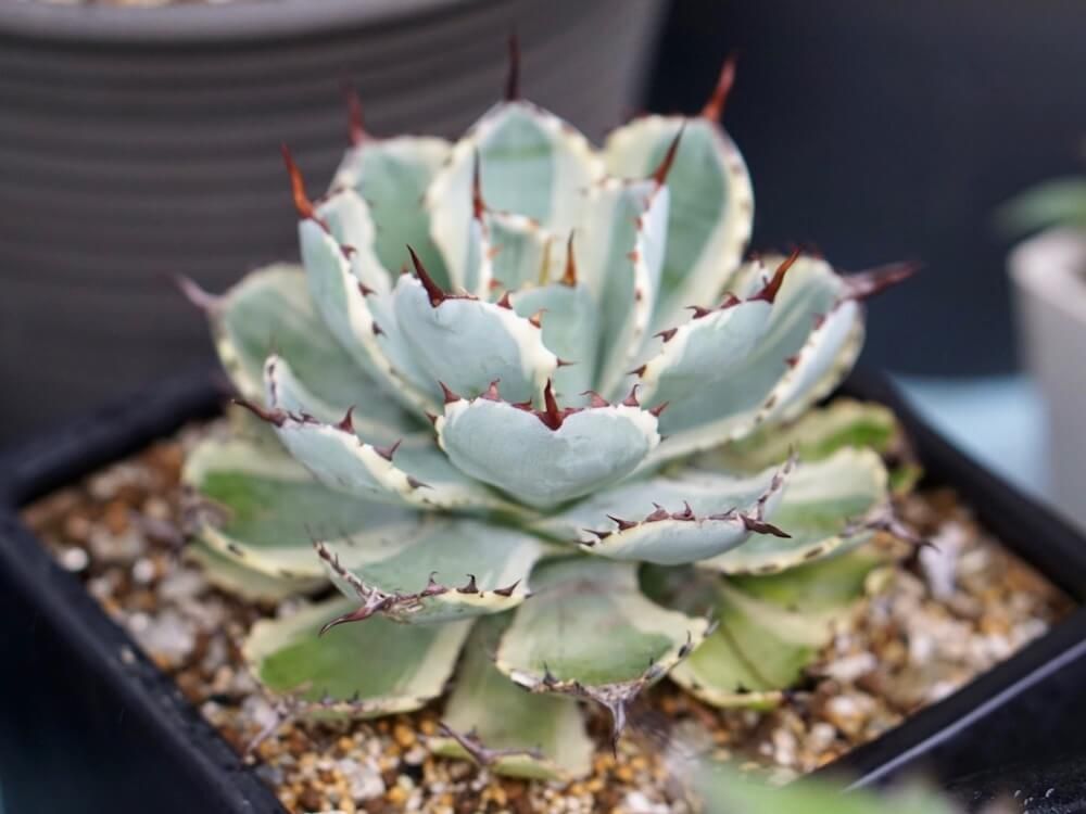 アガベ　多肉植物