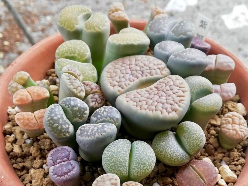 リトープス　多肉植物