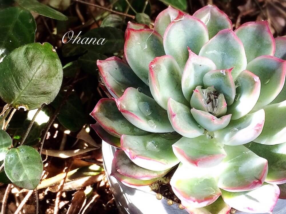 エケベリア　多肉植物