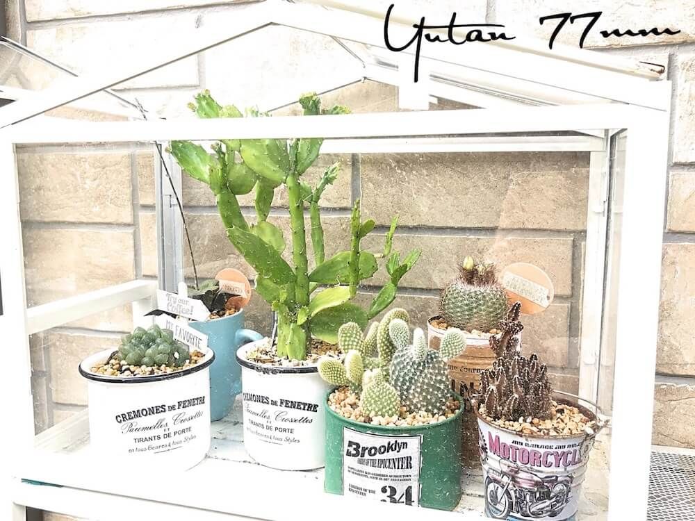 多肉植物　サボテン