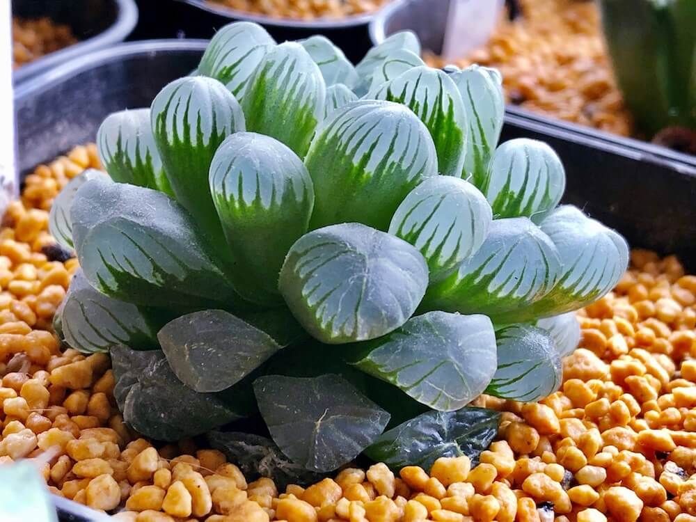 多肉植物　ハオルチア