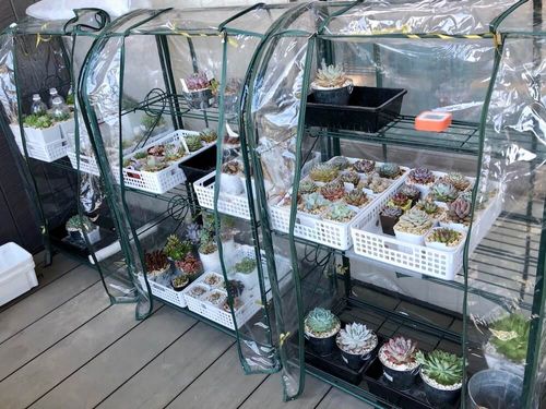 多肉植物の冬越しにも 100均材料やペットボトルで簡易ミニ温室をdiy Greensnap グリーンスナップ