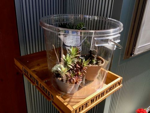 多肉植物の冬越しにも 100均材料やペットボトルで簡易ミニ温室をdiy Greensnap グリーンスナップ