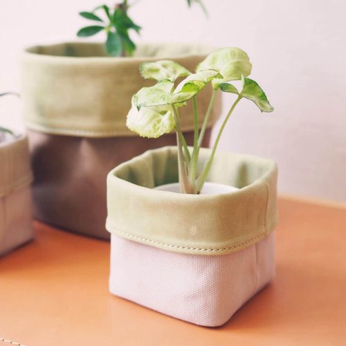 シンゴニウムの花言葉 花や葉の特徴 種類は Greensnap グリーンスナップ