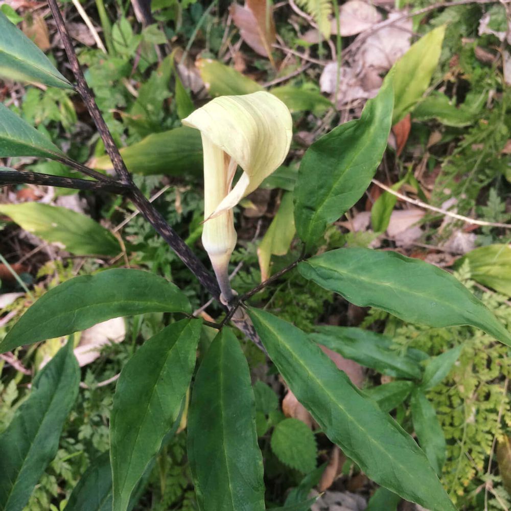 テンナンショウ