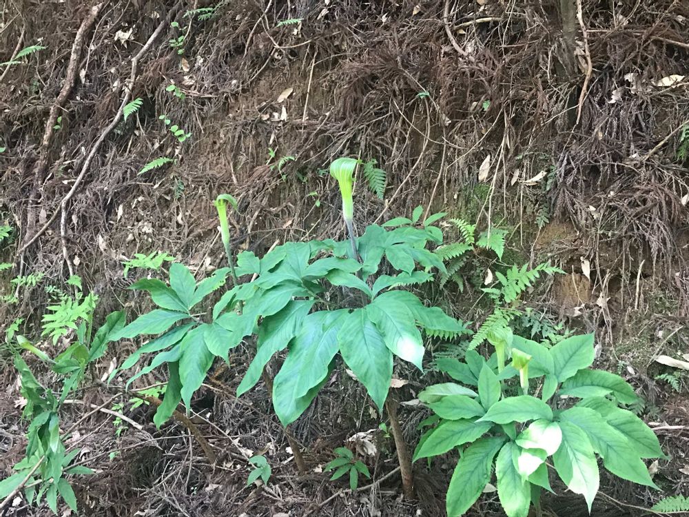 テンナンショウ