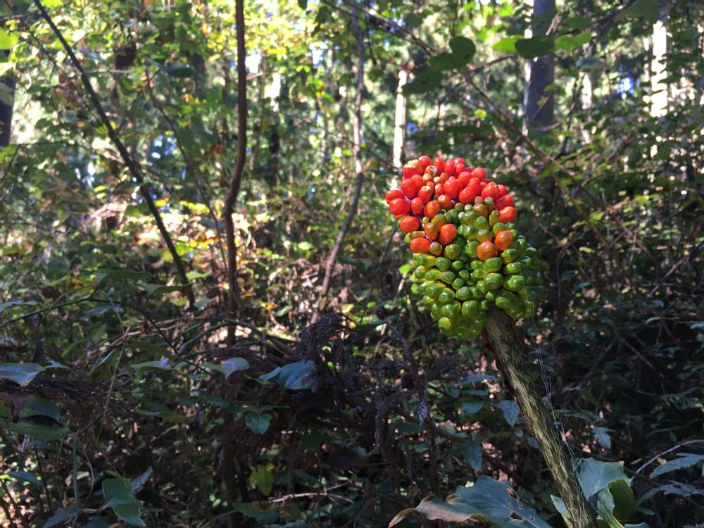 テンナンショウ