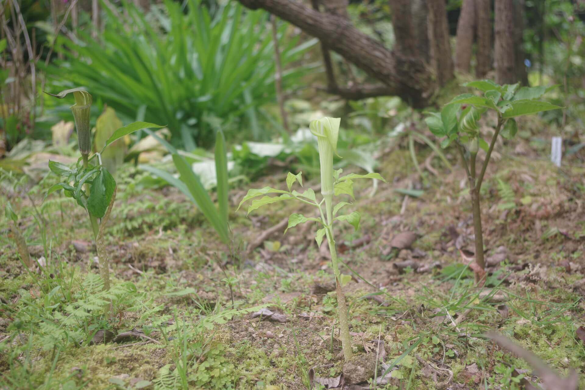テンナンショウの花言葉 意味や花の特徴 食べられるの Greensnap グリーンスナップ